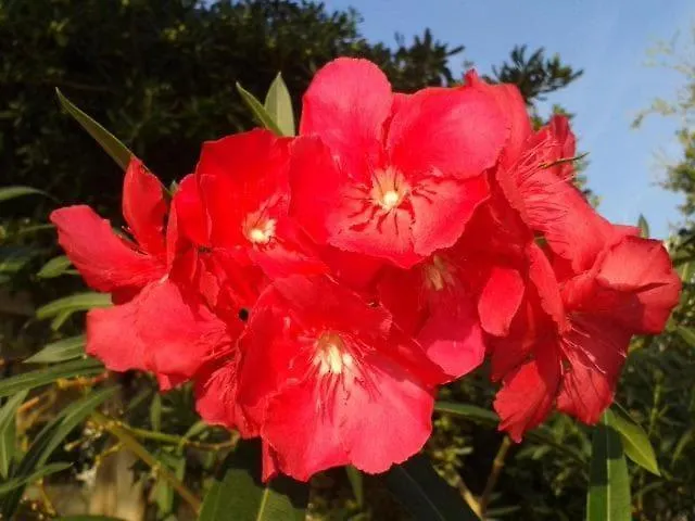 Apartment Lily-Close To The Beach Vantacici