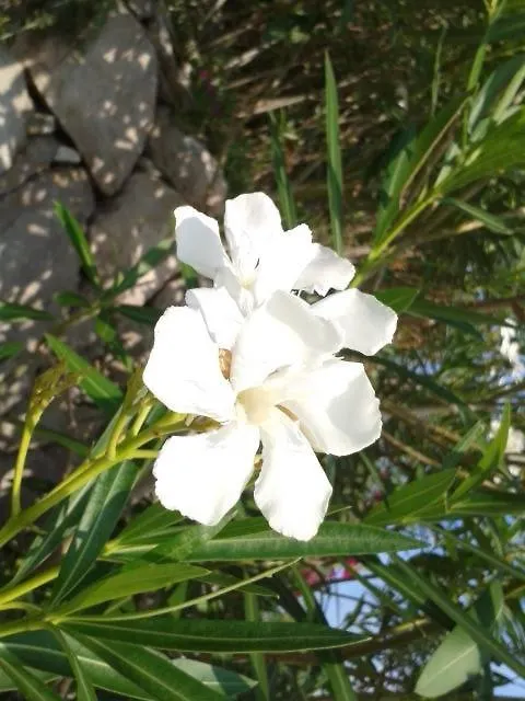 Apartment Lily-Close To The Beach Vantacici